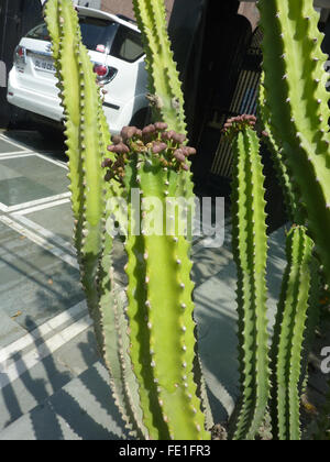 Euphorbia Royleana mit 5-7 abgewinkelten Cactus wie Stämme mit Stacheln entlang Winkeln, verlässt großer Löffel geformt Himalaya-Anlage Stockfoto