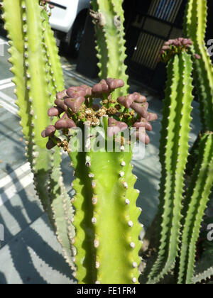 Euphorbia Royleana mit 5-7 abgewinkelten Cactus wie Stämme mit Stacheln entlang Winkeln, verlässt großer Löffel geformt Himalaya-Anlage Stockfoto