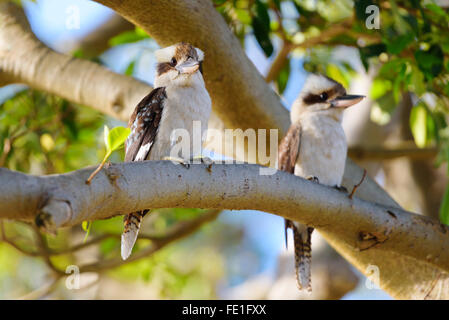 Kookaburra, Vogel--Australian Kookaburra lachen. Stockfoto