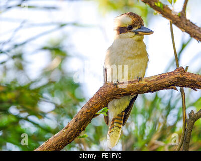 Kookaburra, Vogel--Australian Kookaburra lachen. Stockfoto