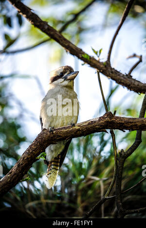 Kookaburra, Vogel--Australian Kookaburra lachen. Stockfoto