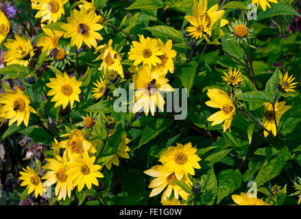 Bienen sammeln Pollen aus gelben Blumen in einem Garten im Spätsommer Stockfoto