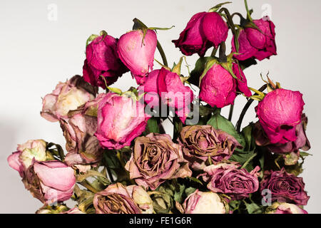 Tot und getrocknete rote Rosenblüten und Stiele Stockfoto