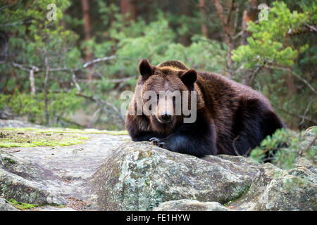 große Männchen der Braunbär (Ursus Arctos) im Winterwald, sitzt Bär auf einem Felsen, Europa, Tschechische Republik Stockfoto