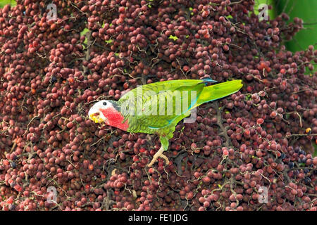 Kubanische Papagei oder kubanischen Amazon (Amazona Leucocephala) paar Vögel füttern auf palm Frucht im Baum in Kuba Stockfoto