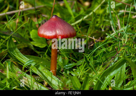 Eine Schwärzung Waxcap (Hygrocybe Conica) wächst das Gras auf den Sanddünen hinter Sandwood Bay auf der Halbinsel Cape Wrath, S Stockfoto