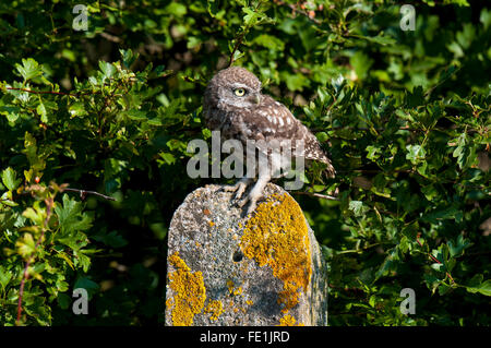 Steinkauz (Athene Noctua) Juvenile thront auf einem Flechten-verkrusteten Zaunpfosten auf der Isle of Sheppey in Kent. September. Stockfoto