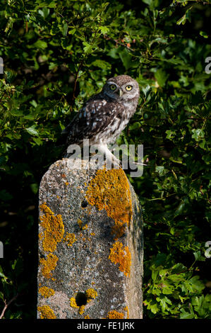 Steinkauz (Athene Noctua) Juvenile thront auf einem Flechten-verkrusteten Zaunpfosten auf der Isle of Sheppey in Kent. September. Stockfoto