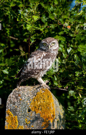 Steinkauz (Athene Noctua) Juvenile thront auf einem Flechten-verkrusteten Zaunpfosten auf der Isle of Sheppey in Kent. September. Stockfoto