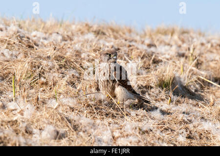 Turmfalke (Falco Tinnunculus) thront auf einem grasbewachsenen Ufer bedeckt im Stroh und flauschige Samen auf der Isle of Sheppey in Kent. September. Stockfoto