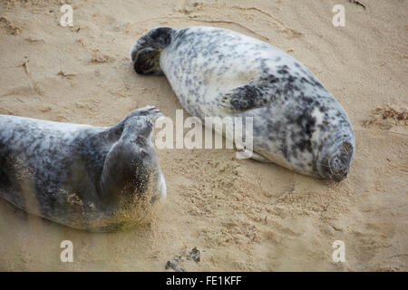 Graue Dichtungen (Halichoerus Grypus) am Strand in der Nähe von Horsey Dünen, Norfolk, Großbritannien Stockfoto