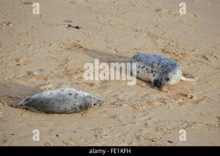 Graue Dichtungen (Halichoerus Grypus) am Strand in der Nähe von Horsey Dünen, Norfolk, Großbritannien Stockfoto