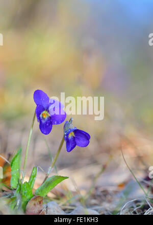 Viola Odorata Blumen blühen im Frühjahr Wiese Stockfoto