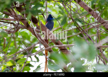 Afrikanischen Paradies Flycatcher, Sambia, Afrika Stockfoto