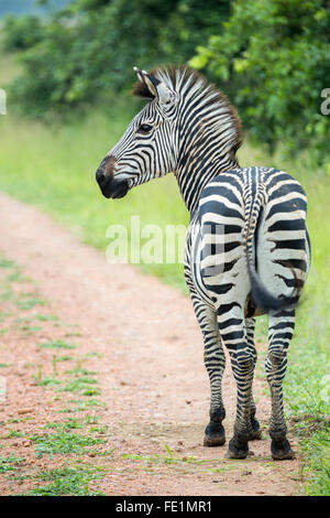 Ebenen Zebra, South Luangwa Nationalpark, Sambia, Afrika Stockfoto