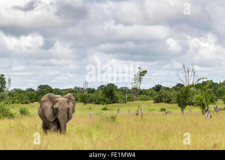 Elefant, South Luangwa Nationalpark, Sambia, Afrika Stockfoto