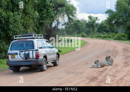 Löwe, South Luangwa Nationalpark, Sambia, Afrika Stockfoto