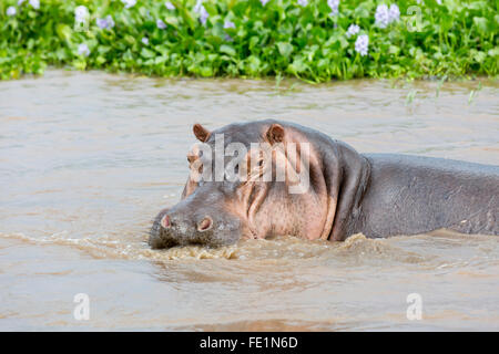 Nilpferd, Liwonde Nationalpark, Malawi, Afrika Stockfoto