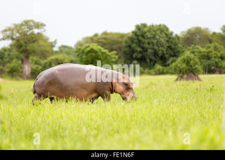 Nilpferd, Liwonde Nationalpark, Malawi, Afrika Stockfoto