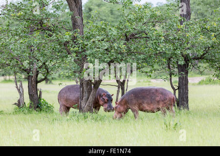 Nilpferd, Liwonde Nationalpark, Malawi, Afrika Stockfoto