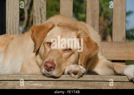 Ein verschlafener goldenen Haaren Labrador Hund liegend auf einem Holzdeck cross Stockfoto