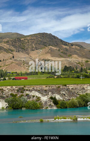 Weinberge bei Bannockburn und Kawarau Arm des Lake Dunstan, in der Nähe von Cromwell, Central Otago, Südinsel, Neuseeland Stockfoto