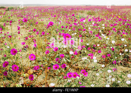 Blumen in der Atacama Wüste, Chile Stockfoto