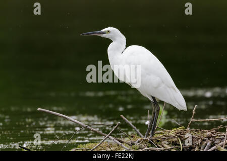 Seidenreiher (Egretta Garzetta) stehend auf einem alten Nest-Plattform. Stockfoto