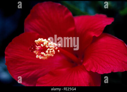 Eine Nahaufnahme der eine auffällige rote Hibiskus Blume mit seinen prominenten Blütenstempel und Staubgefäße. Die Hibiskus-Gattung von Blütenpflanzen ist in der Malve Familie (Malvaceae) und die Blume ist Eibisch genannt. Es gibt mehr als 200 Pflanzenarten Hibiskus und umfassen sowohl und mehrjährige Sorten, die weltweit in Warm-gemäßigten, subtropischen und tropischen Klimazonen wachsen. Stockfoto