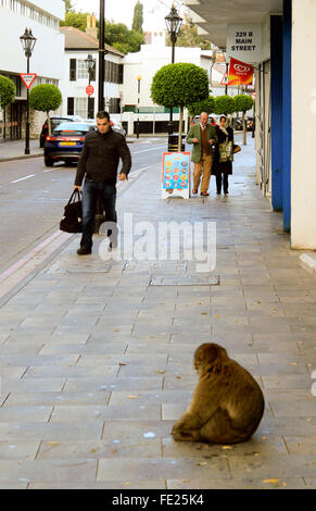 Barbary Affe saß auf der Straße, Gibraltar Stockfoto