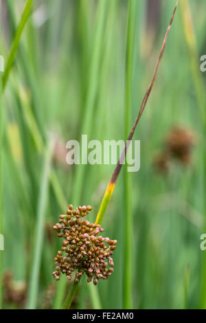 Weiche Rush (Juncus Effusus) in Blüte. Einen gemeinsamen Ansturm in der Familie Juncaceae in Blüte, wachsen auf Ackerland in Somerset, Großbritannien Stockfoto