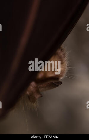 Größere Hufeisen Fledermaus (Rhinolophus Ferrumequinum) Gesicht.  Detail der Maul- und Klauen von Felsen hängen von dieser seltenen Schläger verwendet Stockfoto