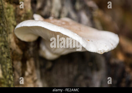 Austernpilz (Pleurotus Ostreatus) am Baum wachsen. Ein Speisepilz mit Kiemen in einer britischen Wald Stockfoto