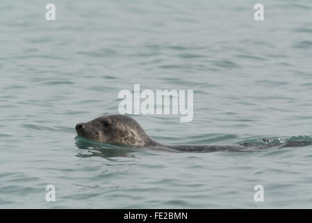 Mousehole, Cornwall, UK. 4. Februar 2016. Die letzten Stürme haben eine große Steigerung in diesem Jahr in Dichtungen als Resuced an der Cornish Seal Sanctuary in Gweek gesehen. Hier abgebildet ein gesundes Siegel schwimmen in der Nähe der Küste von Mousehole heute. Bildnachweis: Simon Maycock/Alamy Live-Nachrichten Stockfoto