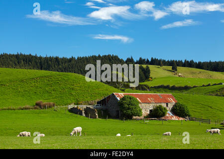 Alte steinerne Scheune und Ackerland in der Nähe von Taieri Mund, Dunedin, Otago, Südinsel, Neuseeland Stockfoto