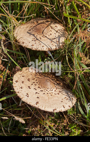Parasol-Pilze wachsen entlang der Pembrokeshire Küste im Westen von Wales, uk Stockfoto
