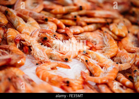 Detailansicht des Heaps gekocht frisch rosa Garnelen auf dem Eis am Fish Market Shop. Mittelgroße Garnelen in der mediterranen Küche. Stockfoto