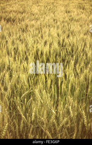 Bereich der Roggen. Landwirtschaftlichen Konzept. Selektiven Fokus. Stockfoto
