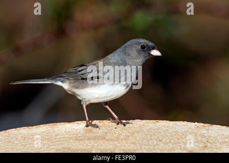 Männliche dunkeläugigen Junco Stockfoto