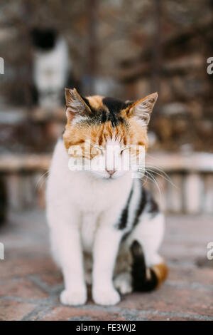 Niedliche Mongrel Erwachsene weiße Katze mit schwarzen Flecken und rote Schlaf entspannen Sie auf der Straße, Hof, Luft. PET-Unschärfe Hintergrund. Im freien Stockfoto