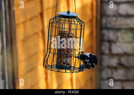 Buntspecht am Erdnuss Feeder, London England Vereinigtes Königreich UK Stockfoto