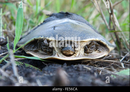 Afrika, Mosambik, Gorongosa National Park. Gezackte Scharnier Terrapin, Pelusios Sinatus. Stockfoto