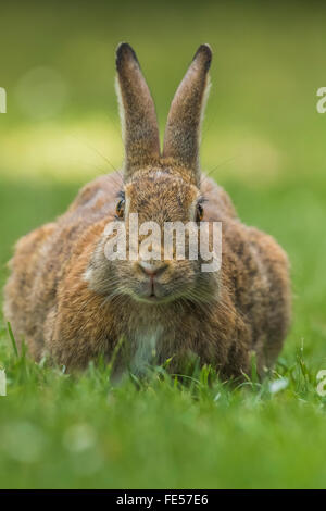 Östlichen Cottontail, Sylvilagus Floridanus, Fütterung auf dem Rasen im Green Lake Park, Seattle, Washington State, USA Stockfoto