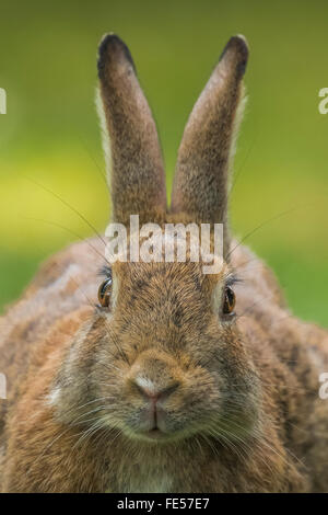 Östlichen Cottontail, Sylvilagus Floridanus, Fütterung auf dem Rasen im Green Lake Park, Seattle, Washington State, USA Stockfoto