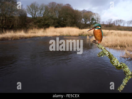 Weitwinkel-Blick auf weibliche Eisvogel (Alcedo Atthis) auf die am Flussufer Barsch Stockfoto