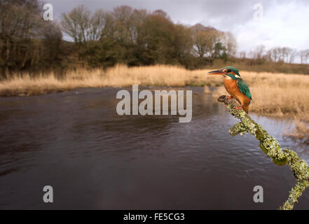 Weitwinkel-Blick auf weibliche Eisvogel (Alcedo Atthis) auf die am Flussufer Barsch Stockfoto