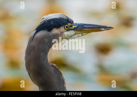 Great Blue Heron, Ardea Herodias in Green Lake Park, Seattle, Washington State, USA Stockfoto