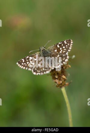 Ergrauten Skipper Pyrgus Malvae Schmetterling Stockfoto