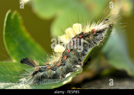 Vapourer Motte (Orgyia Antiqua) Raupe. Eine bunte und haarige Larve in der Familie Erebidae Stockfoto