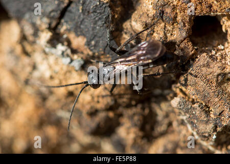 Anoplius Nigerrimus Spinne-Jagd Wespe Jagd. Eine schwarze Wespe räuberische Jagd unter Holz Stockfoto